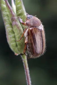June Bug (Amphimallon solstitiale)
