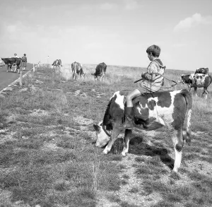 Junge rides on a cow, ca. 1955