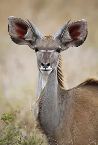 Junger Kudu im Kruger Nationalpark, S
