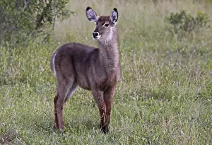 Junger Wasserbock, Waterbuck (Kobus ellipsiprymnus)