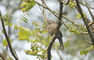 A jungle babbler (Argya striata) on a tree branch