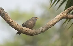 A jungle babbler (Argya striata) on a tree branch