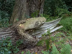 Jungle Baumweg, Emstek, Lower Saxony, Germany