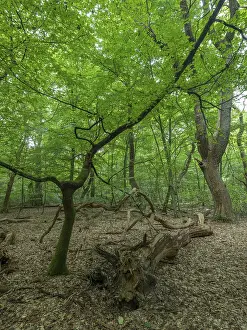 Jungle Baumweg, Emstek, Lower Saxony, Germany