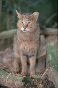 Jungle cat (Felis chaus)