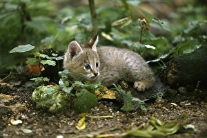 Jungle Cat (felis chaus), Cub