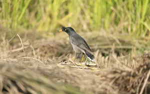 Jungle myna (Acridotheres fuscus) in a rice field