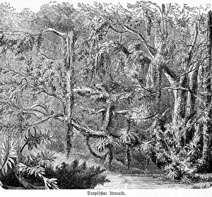 Jungle, rainforest, inner tropics