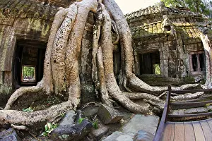 Jungle tree covering the stones of the temple of Ta Prohm in Angkor Wat