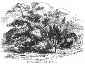The juniper, desert, journey, traveller
