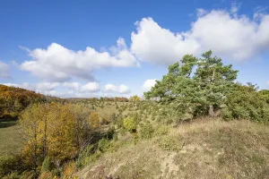 Juniper heath in autumn, common pine (Pinus sylvestris)