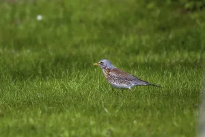 Juniper thrush - foraging (Turdus pilaris)