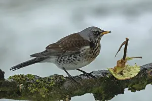 Juniper thrush standing on branch next to apple with snow looking right