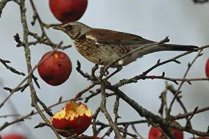 Juniper thrush, Turdus iliacus