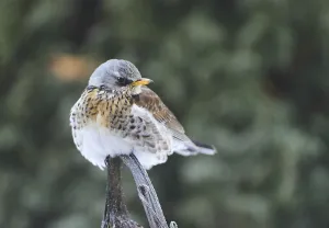 Juniper thrush (Turdus pilaris)