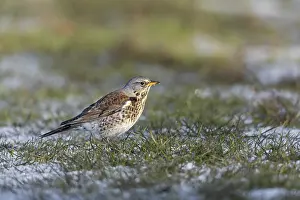The juniper thrush (Turdus pilaris) likes to search for food on the ground