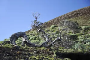 Juniper tree, El Hierro, El Sabinar