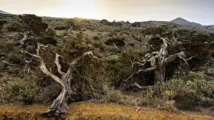 Juniper tree, at sunset, El Sabinar