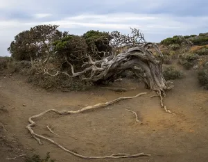 Juniper tree, at sunset, El Sabinar