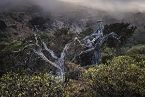 Juniper trees, foggy atmosphere
