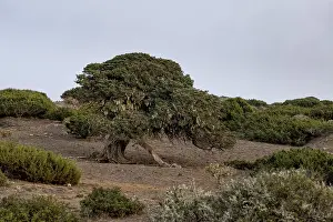Juniper trees at sunset, El Sabinar