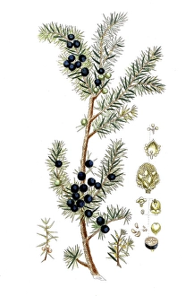 Juniperus communis, common juniper