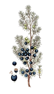 Juniperus thurifera, Juniperus thurifera