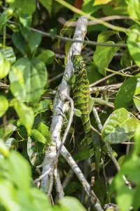 JuveniGreen iguana (Iguana iguana)