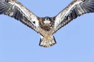 Juvenile bald eagle (Haliaeetus leucocephalus) flying under a blue sky