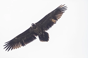 Juvenile bearded vulture (Gypaetus barbatus)