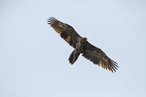 Juvenile bearded vulture (Gypaetus barbatus)