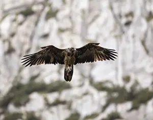 Juvenile bearded vulture (Gypaetus barbatus)