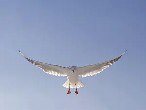 A juvenile black-headed gull (Larus Ridibundus) lands