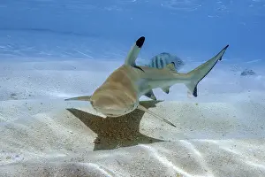 Juvenile blacktip reef shark (Carcharhinus melanopterus) swimming over sand in shallow lagoon off Maldives Island