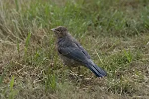 Juvenile brewer's blackbird exploring grassy field<br> Juvenile brewer's blackbird exploring grassy field
