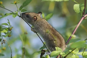 A juvenile brown rat (Rattus norvegicus) climbing on a plant stem in a green