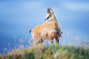 Juvenile chamois (Rupicapra rupicapra)