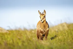 Juvenile chamois (Rupicapra rupicapra)