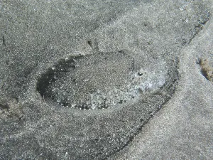 A juvenile Common cuttlefish (Sepia officinalis) lies perfectly camouflaged on the sand of the seabed