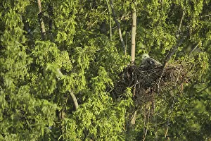 Juvenile common kestrel (Falco tinnunculus) in a nest on a tree