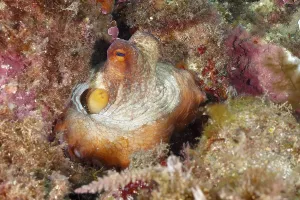 A juvenile Common Octopus (Octopus vulgaris) sits hidden in a colourful underwater landscape