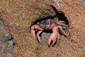 Juvenile crabs migrating ashore