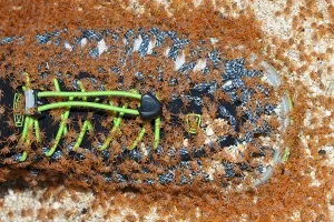 Juvenile crabs migrating ashore
