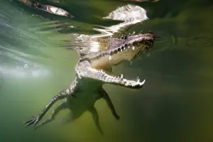 Juvenile crocodile, Crocodylus acutus