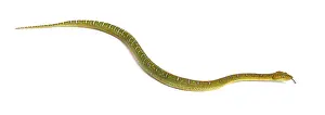 Juvenile Emerald tree boa Corallus caninus