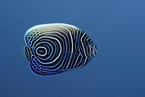 Juvenile Emperor Angelfish (Pomacanthus imperator)