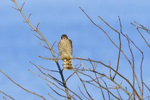 Juvenile Eurasian sparrowhawk in the first winter