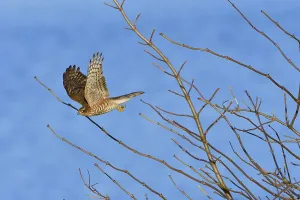 Juvenile Eurasian sparrowhawk in the first winter