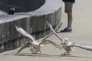 Juvenile European herring gulls (Larus argentatus) fighting over scraps