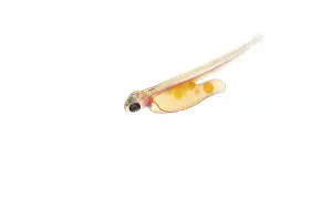 Juvenile fish, larva of Atlantic salmon (Salmo salar) after hatching in water